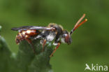 Wasp-bee (Nomada armata)