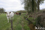 Cow (Bos domesticus)