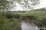 Cow (Bos domesticus)