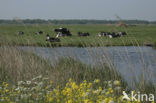 Cow (Bos domesticus)