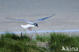 Black-headed Gull (Larus ridibundus)