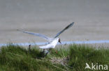 Black-headed Gull (Larus ridibundus)