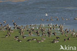 White-fronted goose (Anser albifrons)