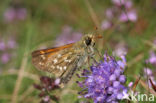 Kommavlinder (Hesperia comma) 