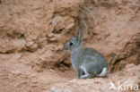 Rabbit (Oryctolagus cuniculus) 