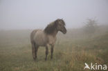 Konik horse (Equus spp)