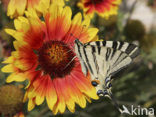 Scarce Swallowtail (Iphiclides podalirius)