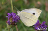 White sp. (Pieris sp.)