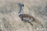 Kori Bustard (Ardeotis kori)