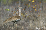 Kori Bustard (Ardeotis kori)