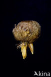 Crocus (Crocus spec.)