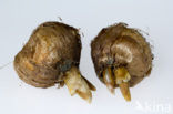 Crocus (Crocus spec.)
