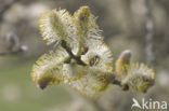 Creeping Willow (Salix repens)