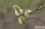 Kruipwilg (Salix repens)