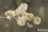 Creeping Willow (Salix repens)