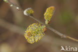 Creeping Willow (Salix repens)