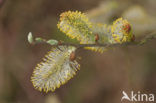 Kruipwilg (Salix repens)