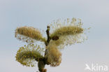 Kruipwilg (Salix repens)