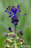 Tassel Hyacinth (Muscari comosum)