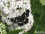 Map Butterfly (Araschnia levana)