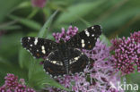 Map Butterfly (Araschnia levana)