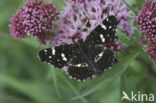 Map Butterfly (Araschnia levana)