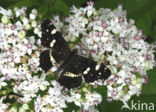 Map Butterfly (Araschnia levana)