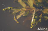 Langstengelig fonteinkruid (Potamogeton praelongus) 