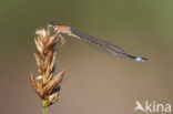 Lantaarntje (Ischnura elegans)