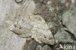 Lariksspanner (Macaria signaria)