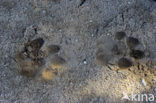 Lion (Panthera leo) 
