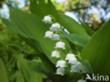 Lelietje-van-dalen (Convallaria majalis)