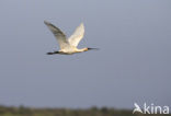 Eurasian Spoonbill (Platalea leucorodia)