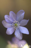 Liverwort (Anemone hepatica)