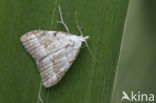 Scarce Black Arches (Nola aerugula)