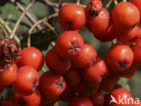 Moutain Ash (Sorbus)