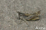 Upland Field Grasshopper (Chorthippus apricarius)