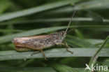 Locomotiefje (Chorthippus apricarius) 