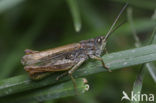 Upland Field Grasshopper (Chorthippus apricarius)