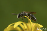 Lookmaskerbij (Hylaeus punctulatissimus)