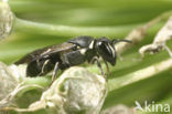 Lookmaskerbij (Hylaeus punctulatissimus)