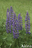 lupine (Lupinus spec.)
