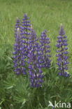 Lupine (Lupinus spec.)