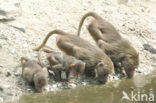 Hamadryas Baboon (Papio hamadryas)