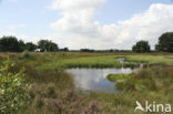 Mantingerveld