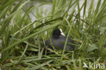 Common Coot (Fulica atra)