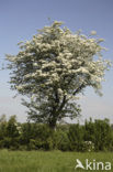 Hawthorn (Crataegus )
