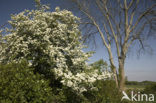 Hawthorn (Crataegus )
