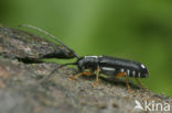 Menesia bipunctata