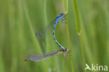 Southern Damselfly (Coenagrion mercuriale) 
